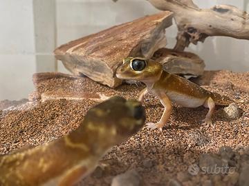 Gechi Nephrurus Levis Levis + teca