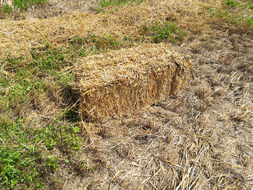 Paglia e fieno in ballette piccole