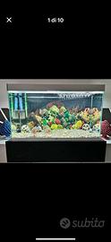Acquario Ciano 250L Completo Tutto