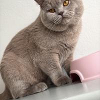 British shorthair