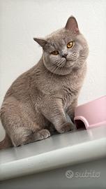British shorthair