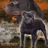 Staffordshire bull terrier