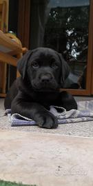Cucciolo di Labrador Retriever  nero