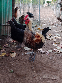 Galli e galline razza Denizli