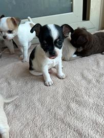 Cuccioli di chihuahua, maschi con pedigree