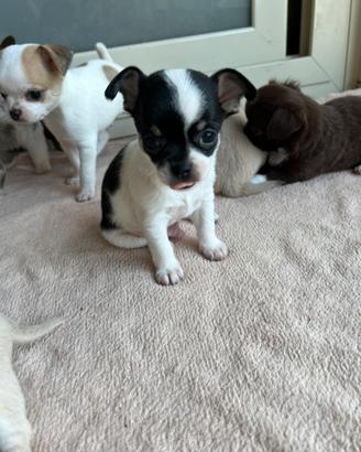 Cuccioli di chihuahua, maschi con pedigree
