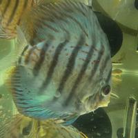 Discus