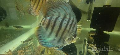 Discus