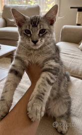 Cucciola Maine coon 3 mesi