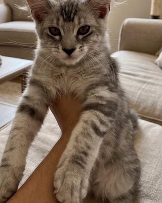 Cucciola Maine coon 3 mesi