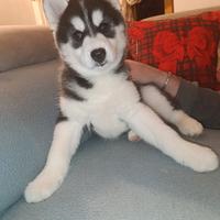 Husky siberian