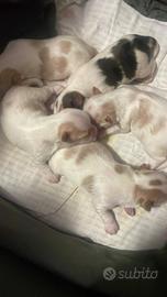 Yorkshire biwer - gold berry