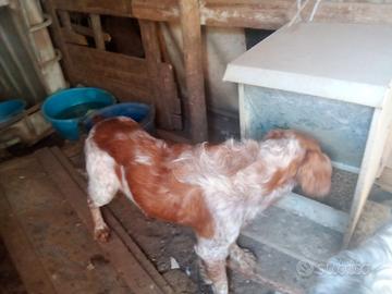 Animali