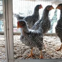 GALLI AMROCK*2/3 mesi