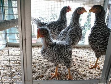 GALLI AMROCK*2/3 mesi