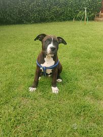 Cucciolo amstaff