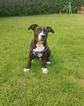Cucciolo amstaff