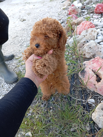 Barboncino toy pedigree Enci