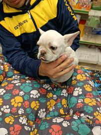 Cuccioli di bulldog francese