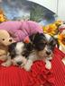 cuccioli-tricolore-cuccioli-yorkshire-biewer