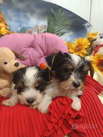 Cuccioli Tricolore Cuccioli Yorkshire Biewer