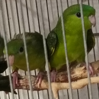 Bolborhynchus lineola