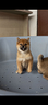 shiba-inu