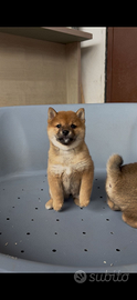 Shiba inu