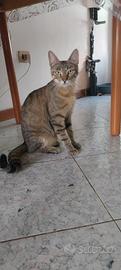 gattina dolce