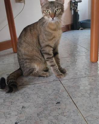 gattina dolce