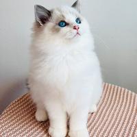 Ragdoll gattini pura razza con pedigree italiano