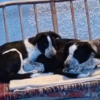 Cuccioli di Border Collie