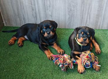Cuccioli Rottweiler con Pedigree Enci