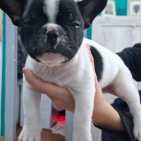 Bulldog francese