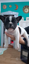 Bulldog francese