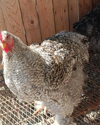 Galline cocincina gigante