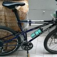 Bianchi ragno thomisus