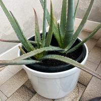 Piante di aloe vera