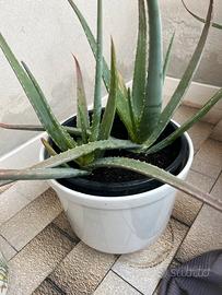 Piante di aloe vera