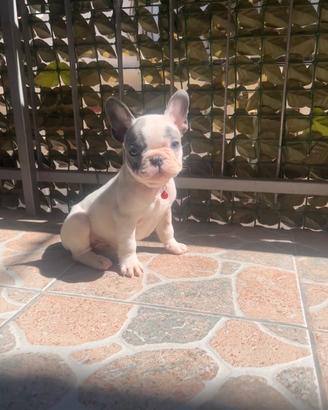 Cucciolo di bulldog francese