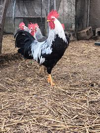 Gallo livornese collo argento