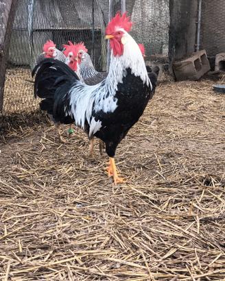 Gallo livornese collo argento