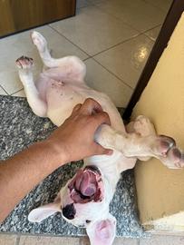 Cucciolo Dogo Argentino 2 mesi - Microchip