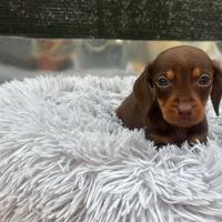 Bassotto kaninchen cioccolato