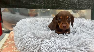 Bassotto kaninchen cioccolato