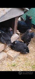 Disponibili pulcinotti di Australorp nero