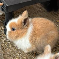 Mini Coniglietto nano occhi azzurri