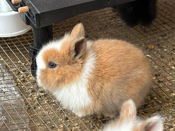 Mini Coniglietto nano occhi azzurri