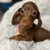 Cuccioli di bassotto disponibili M e F