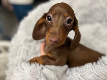 Cuccioli di bassotto disponibili M e F